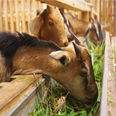 Pelbagai jenis kambing