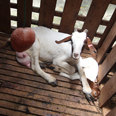 Kambing putih bersama anak kambing